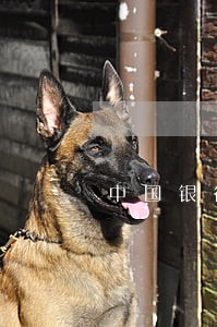 中国银行信息逾期怎么处理 中国银行信息逾期怎么处理