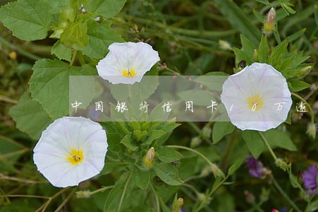 中国银行信用卡10万逾期了