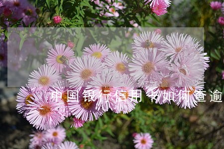中国银行信用卡如何查逾期 中国银行信用卡如何查逾期