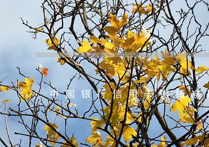 中国银行信用卡撤销逾期记录 中国银行信用卡撤销逾期记录