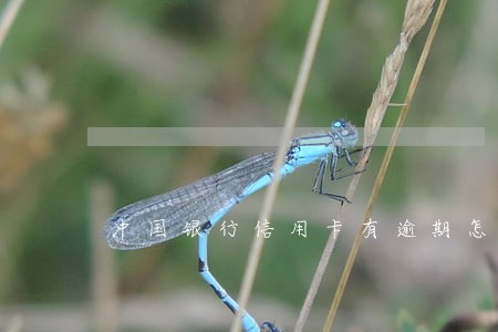 中国银行信用卡有逾期怎么办 中国银行信用卡有逾期怎么办