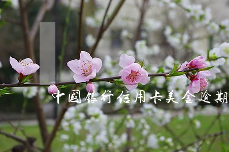 中国银行信用卡美金逾期未还 中国银行信用卡美金逾期未还