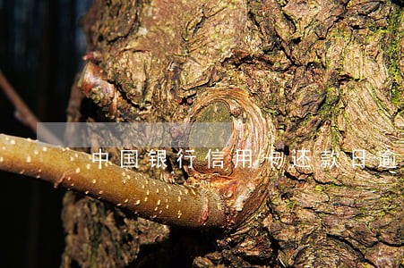 中国银行信用卡还款日逾期4天 中国银行信用卡还款日逾期4天