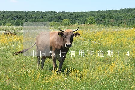 中国银行信用卡逾期14天 中国银行信用卡逾期14天