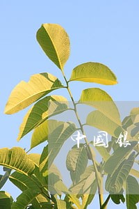 中国银行信用卡逾期17个月