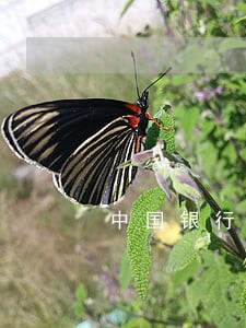 中国银行信用卡逾期2020 中国银行信用卡逾期2020