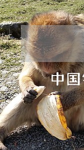 中国银行信用卡逾期4个月10万 中国银行信用卡逾期4个月10万