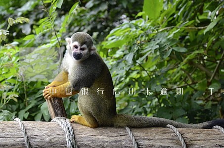 中国银行信用卡逾期一千块
