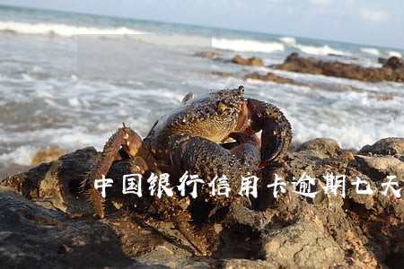 中国银行信用卡逾期七天上征信吗 中国银行信用卡逾期七天上征信吗