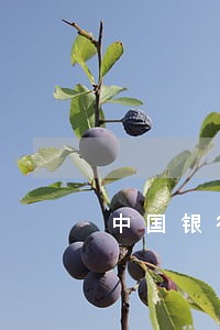 中国银行信用卡逾期七天被冻结了 中国银行信用卡逾期七天被冻结了