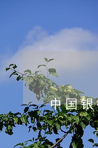 中国银行信用卡逾期了8天 中国银行信用卡逾期了8天