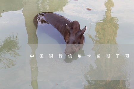 中国银行信用卡逾期了可以协商