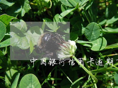 中国银行信用卡逾期了可以用吗 中国银行信用卡逾期了可以用吗