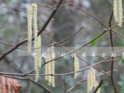 中国银行信用卡逾期了四天