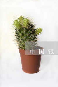 中国银行信用卡逾期了还了怎么办 中国银行信用卡逾期了还了怎么办