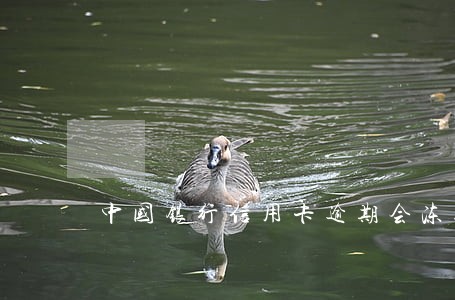 中国银行信用卡逾期会冻结吗