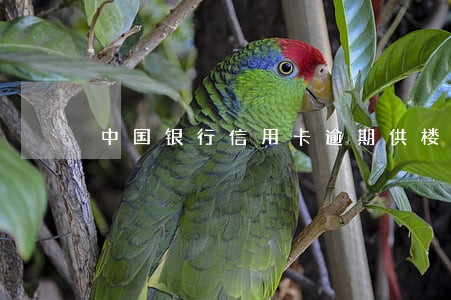 中国银行信用卡逾期供楼