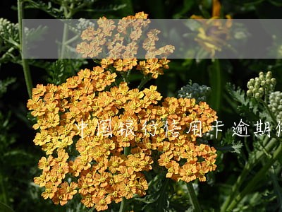 中国银行信用卡逾期催收手段