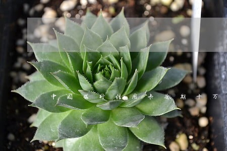中国银行信用卡逾期十万一年