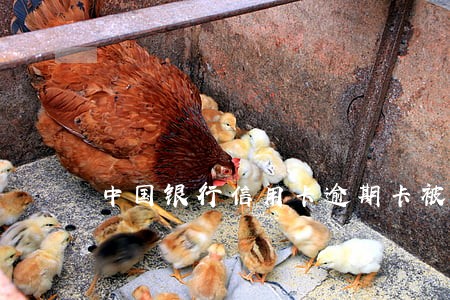 中国银行信用卡逾期卡被冻结