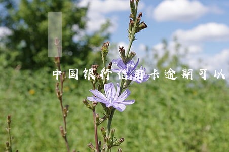 中国银行信用卡逾期可以协商处理