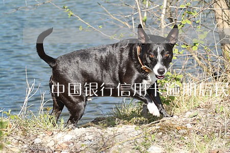 中国银行信用卡逾期后民事诉讼
