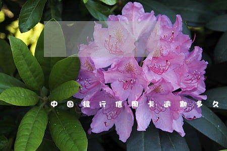 中国银行信用卡逾期多久冻卡 中国银行信用卡逾期多久冻卡