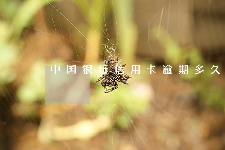 中国银行信用卡逾期多久可以用