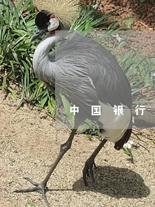 中国银行信用卡逾期多久有危险 中国银行信用卡逾期多久有危险