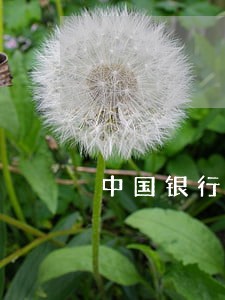 中国银行信用卡逾期天数怎么算 中国银行信用卡逾期天数怎么算