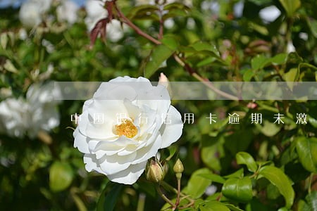 中国银行信用卡逾期未激活