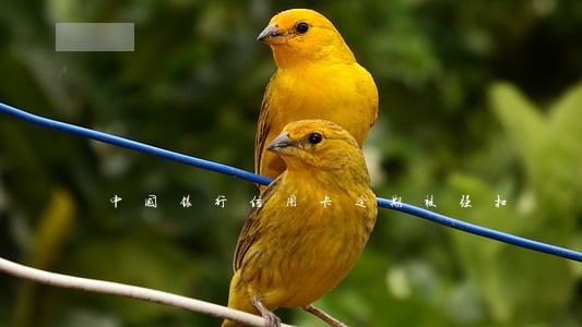 中国银行信用卡逾期被强扣 中国银行信用卡逾期被强扣
