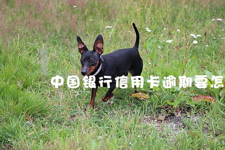 中国银行信用卡逾期要怎么还 中国银行信用卡逾期要怎么还