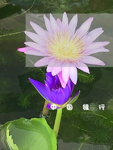 中国银行信用卡逾期超过半年