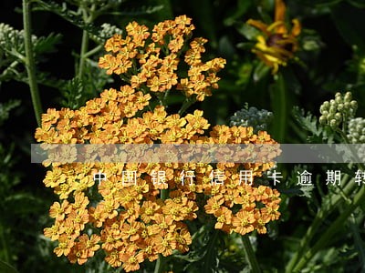 中国银行信用卡逾期转第三方 中国银行信用卡逾期转第三方