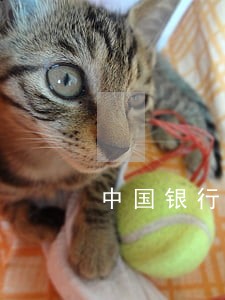 中国银行信用卡逾期还款宽限期 中国银行信用卡逾期还款宽限期