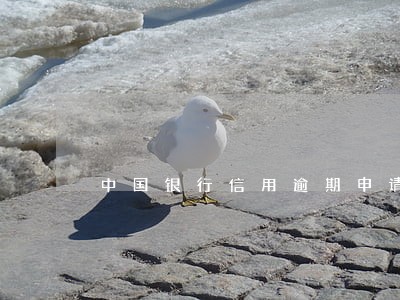 中国银行信用逾期申请信用卡