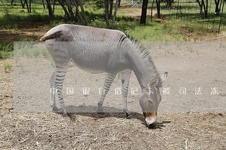 中国银行借记卡被司法冻结 中国银行借记卡被司法冻结