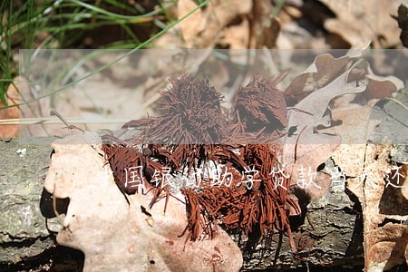 中国银行助学贷款当天还逾期 中国银行助学贷款当天还逾期