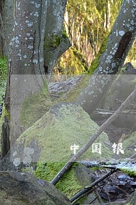 中国银行卡逾期还款 中国银行卡逾期还款