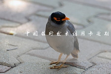 中国银行发来信用卡逾期 中国银行发来信用卡逾期