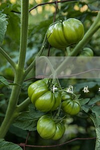 中国银行怎么看逾期 中国银行怎么看逾期
