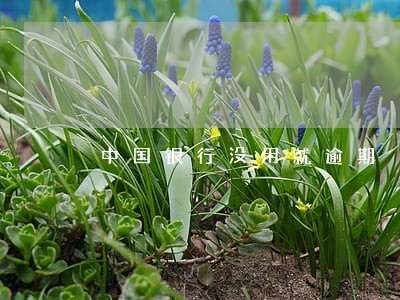 中国银行没用就逾期 中国银行没用就逾期