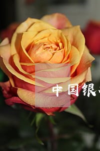 中国银行疫情期间信用卡逾期 中国银行疫情期间信用卡逾期