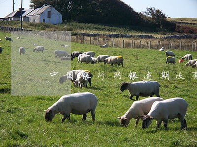 中国银行网银逾期没有授权 中国银行网银逾期没有授权
