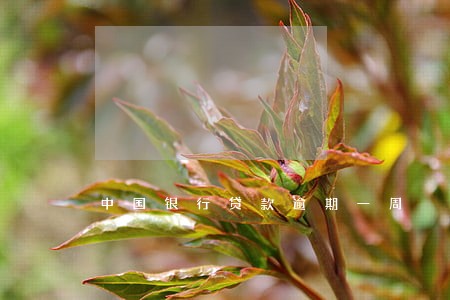 中国银行贷款逾期一周 中国银行贷款逾期一周