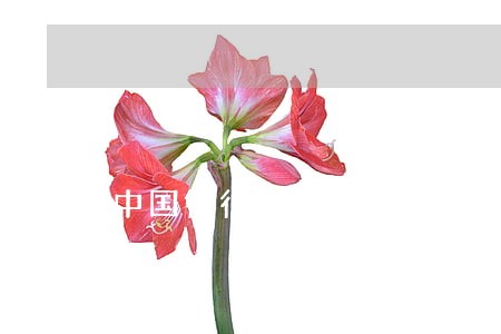 中国银行贷款逾期未还 中国银行贷款逾期未还