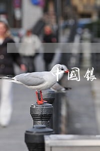 中国银行还最低逾期吗 中国银行还最低逾期吗