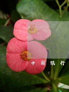 中国银行逾期9天会上报 中国银行逾期9天会上报