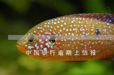 中国银行逾期上信报